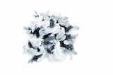 Glorex GmbH NEU Deko-Federn, 10 g, weiß-schwarz-grau Sortiert
