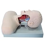 FHUILI Intubation Trainingsmodell - Intubation Manikin Medical Simulator- PVC Manikin Lehrmodell für Labor Airway Ausbildung Intubation Manikin