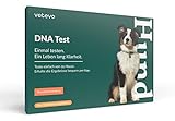 vetevo DNA Test für Hunde - Teste auf Erbkrankheiten deines Hundes. Bestimme Erbkrankheiten deines Hundes. Teste. Bequem von zu Hause. (DNA Test auf 175+ Erbkrankheiten)