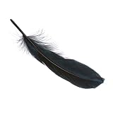 Echte Gänsefedern / Federn 'SCHWARZ' (8 Stück / 16 - 21 cm)