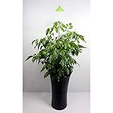 Venso LED-Pflanzenlampe Sunlite 24V LED fest eingebaut 7W Neutralweiß 1St.