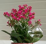 Blumendurstkugeln aus Glas 5er Set d 5/6/7/8/9cm mundgeblasen handgeformt Wasserspender Durstkugeln Lauschaer Glas das Original