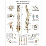 3B Scientific Lehrtafel laminiert - Die menschliche Wirbelsäule