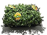 6 x Golliwoog - Futterpflanze für Bartagamen, Vögel , Meerschweinchen, Kaninchen