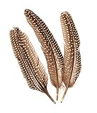 Echte Fasanenfedern/Federn'NATUR - DUNKEL' (8 Stück / 15-20 cm)