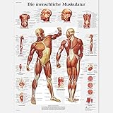 3B Scientific Lehrtafel laminiert - Die menschliche Muskulatur