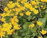 fertig im Pflanzkorb - winterhart! - Caltha palustris - Sumpfdotterblume, gelb - Wasserpflanzen Wolff